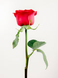 Single Roses